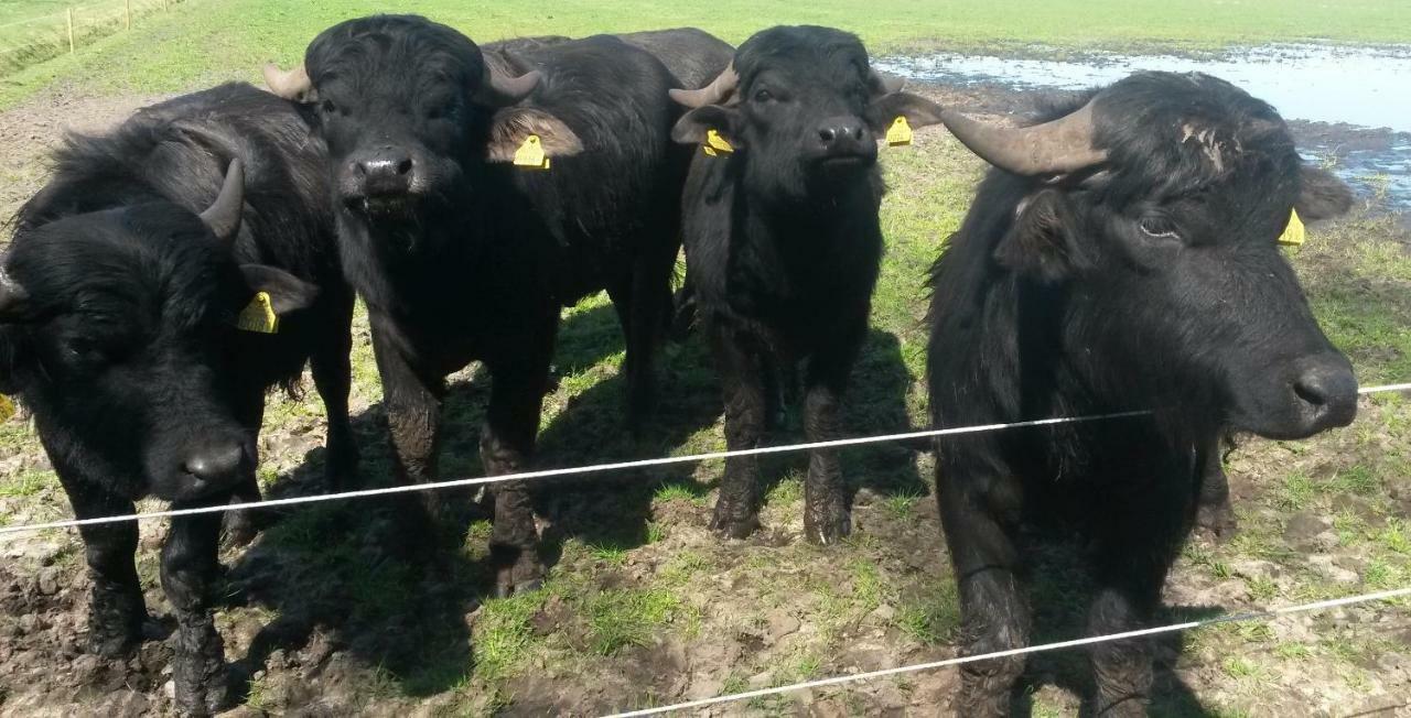 B&B 't Nagtegaeltje Sint-Oedenrode Kültér fotó